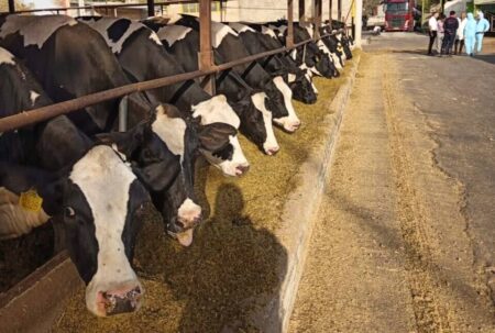 اهتمام دولت برای حمایت از تولیدکنندگان دام و طیور