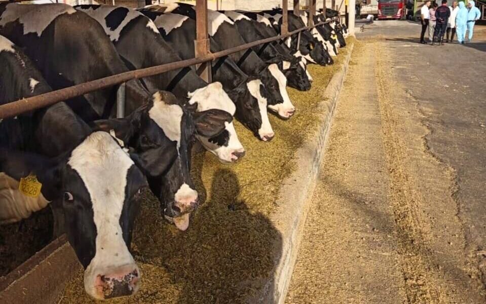 اهتمام دولت برای حمایت از تولیدکنندگان دام و طیور