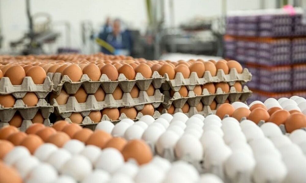 قیمت جدید تخم‌مرغ اعلام شد + جزئیات