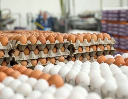 واردات تخم مرغ آزاد شد