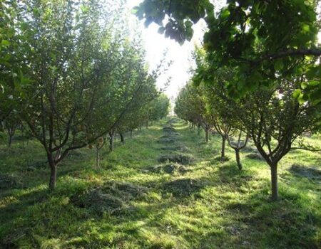 موج گرمای زمستانه تولیدات کشاورزی را تهدید می‌کند