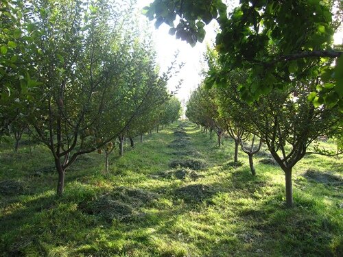 موج گرمای زمستانه تولیدات کشاورزی را تهدید می‌کند