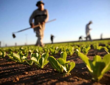 سازمان نظام مهندسی کشاورزی؛ سرمایه‌ای راهبردی برای توسعه پایدار کشور